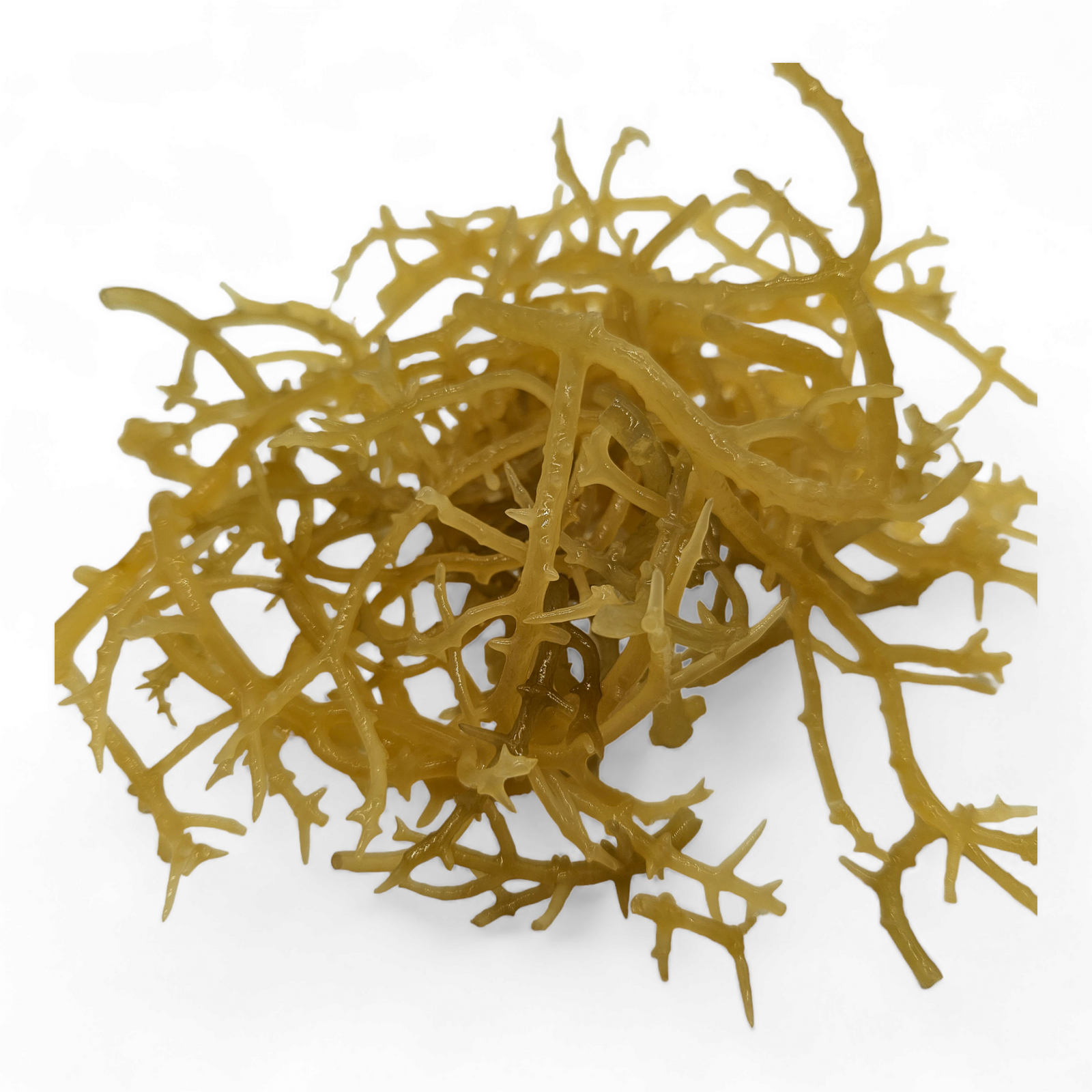 Raw Wildcrafted African Seamoss