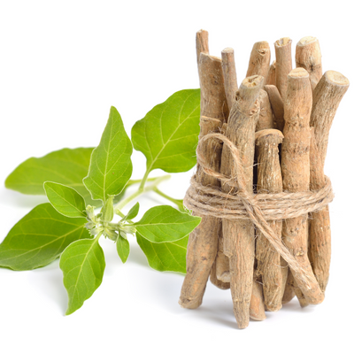 A bunch of ashwagandha root wrapped in twine, sitting next to green leaves. On a white background