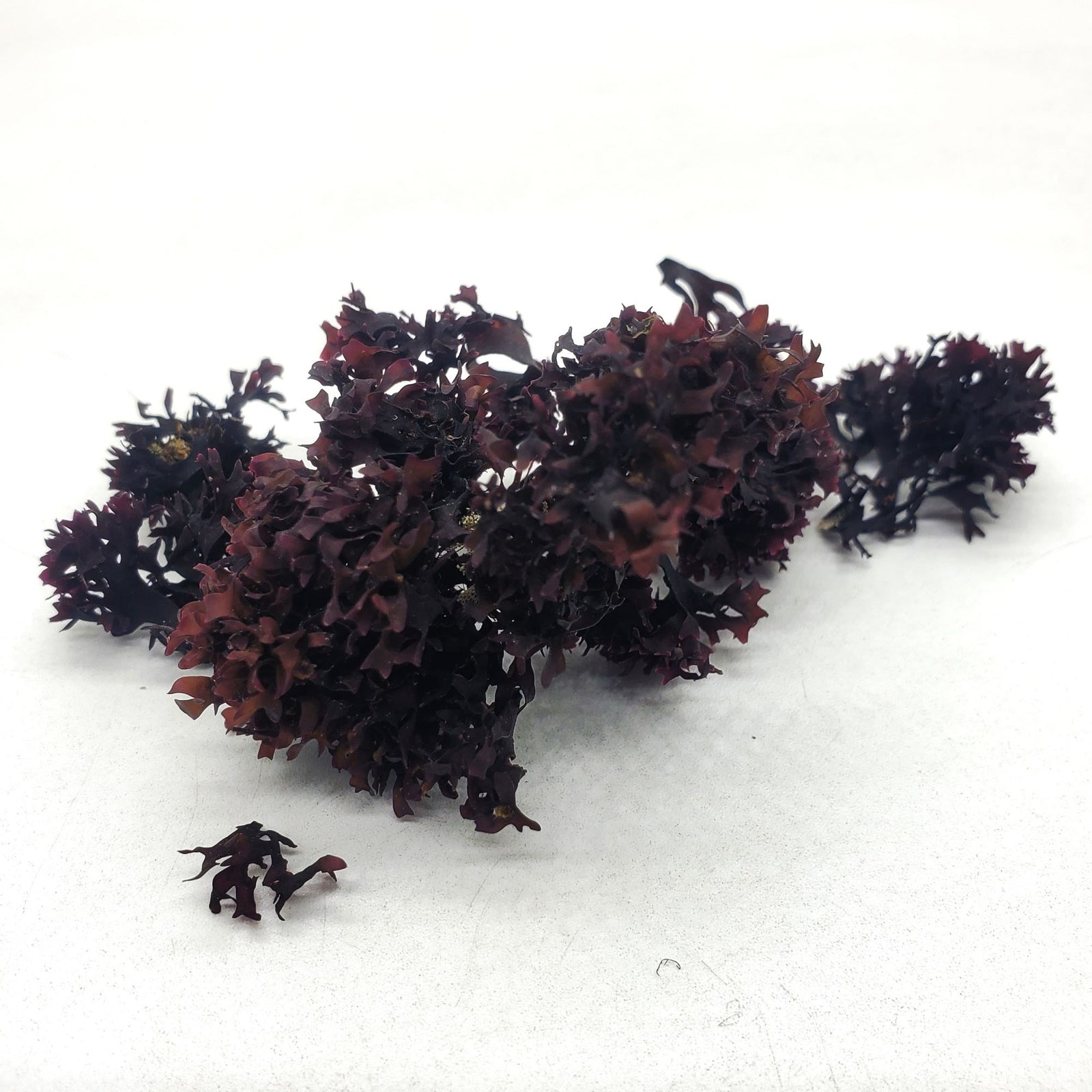 Chondrus Crispus