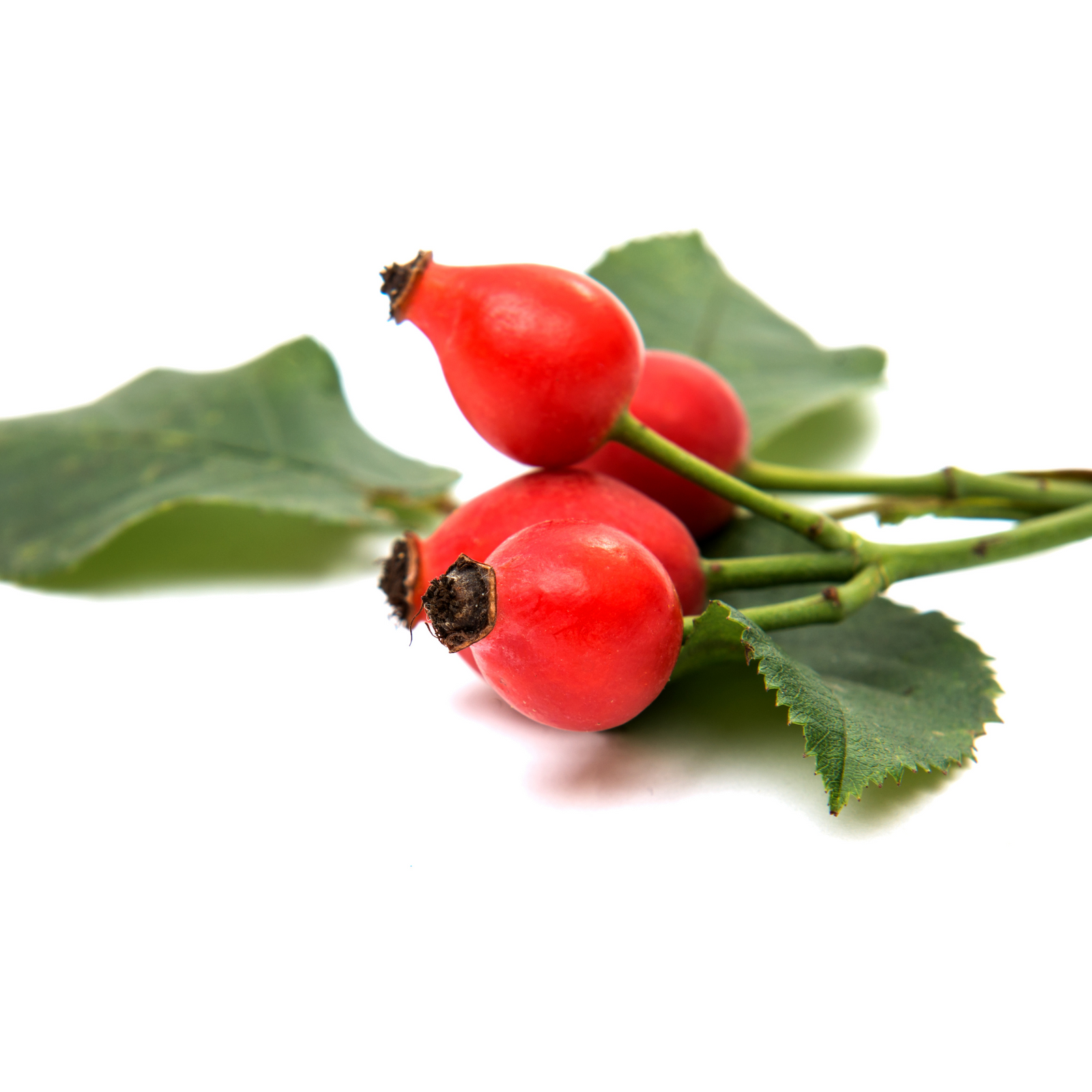 Rosehip Oil
