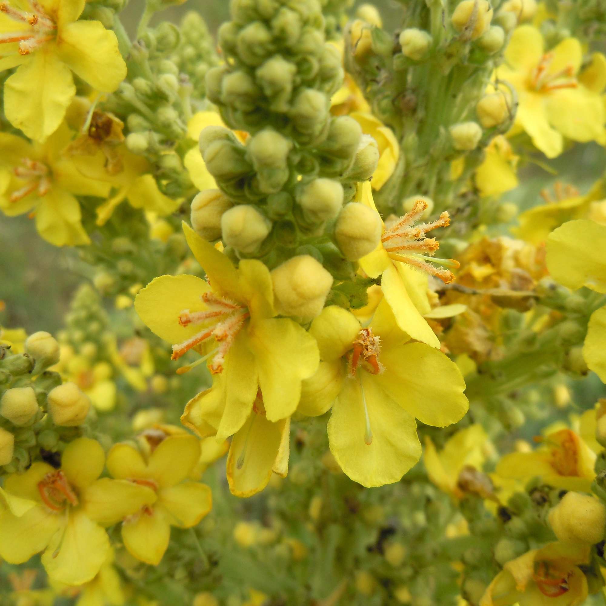 mullein cigarettes A moment to exhale, reconnect, and ritualize. We now carry herbal by Ceremony Herbals, thoughtfully crafted blends made with soothing herbs and free from tobacco + nicotine. Perfect for grounding rituals crisp inhale with a refreshing finish Mullein Leaf Smokeless Inhaler