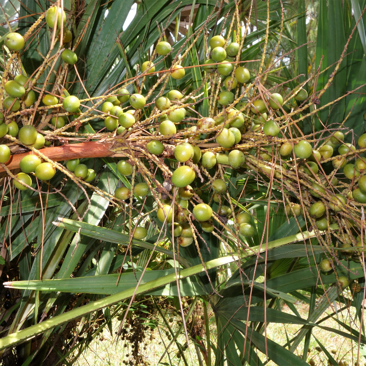 Saw Palmetto Berry Powder