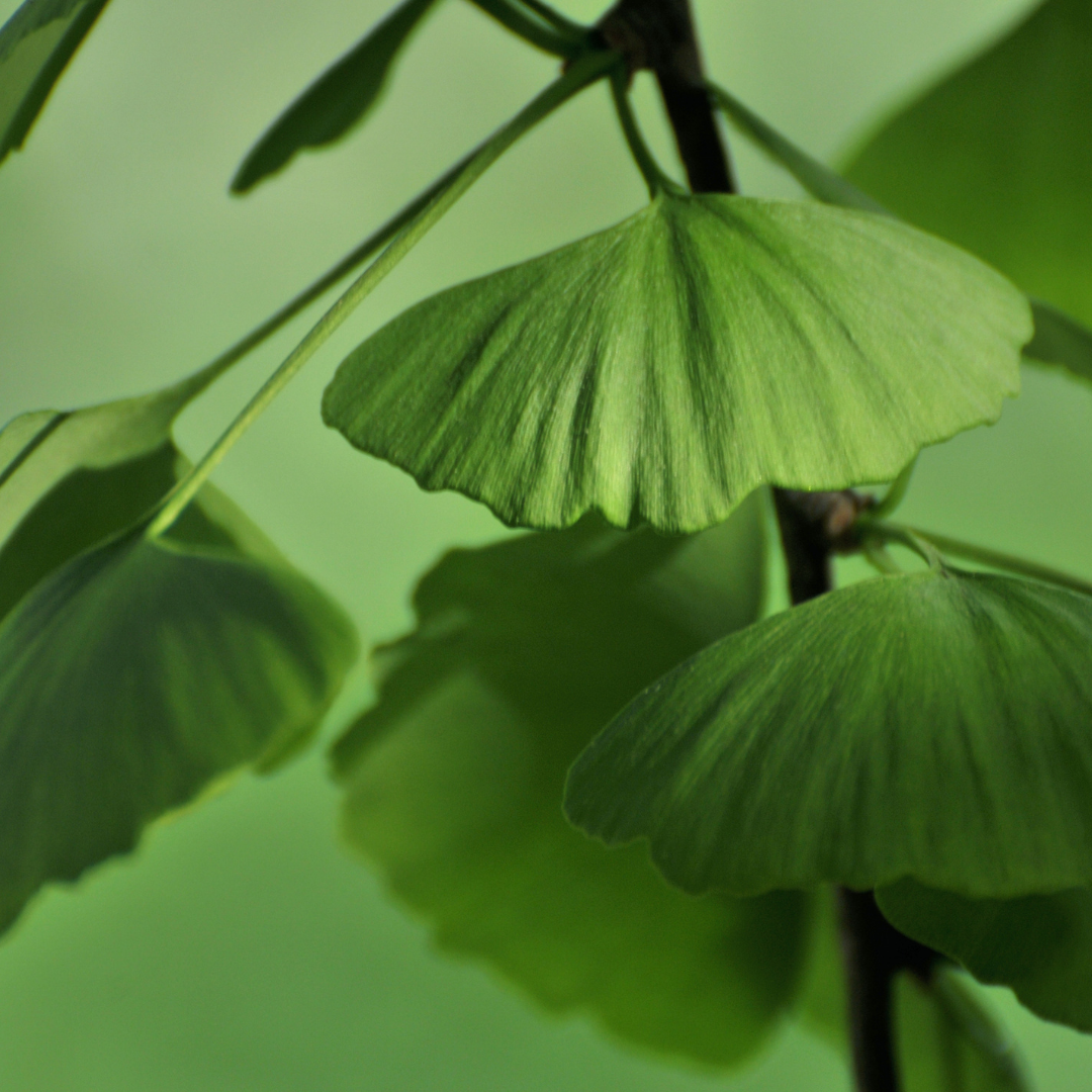 Ginkgo Biloba