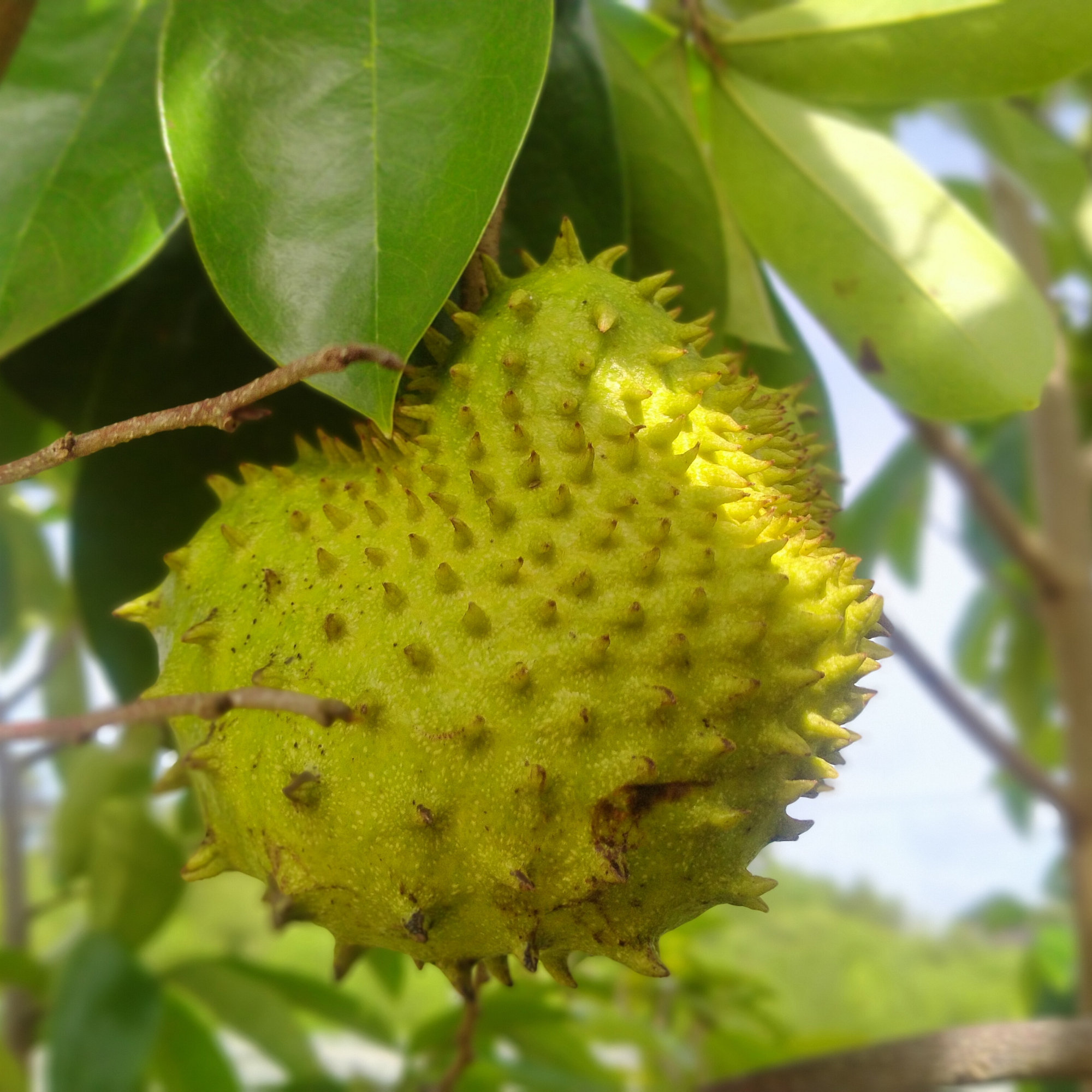 Soursop Leaf Extract Butters and Blacksoap