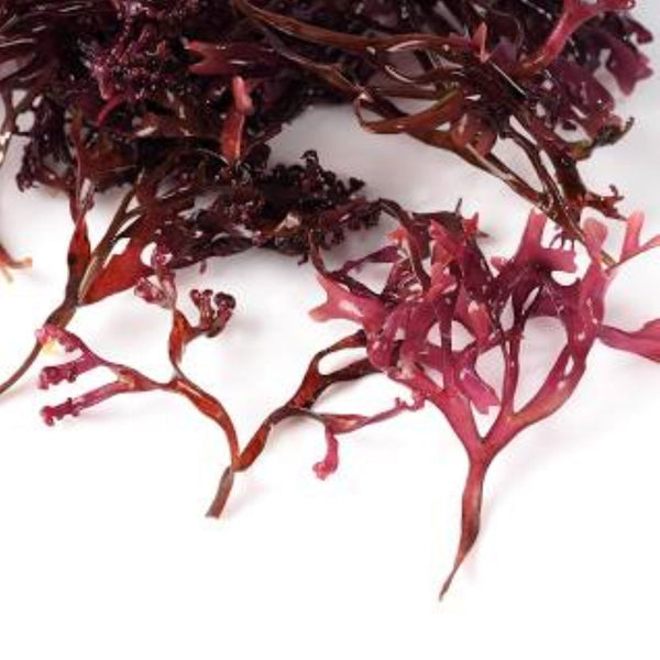 Chondrus Crispus - Butters and Blacksoap